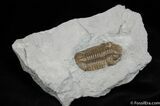 Chocolate Colored Sylvania Eldredgeops Trilobite #224-2